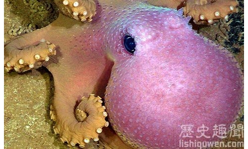世界上孵卵時間最長的記錄:長達四年半