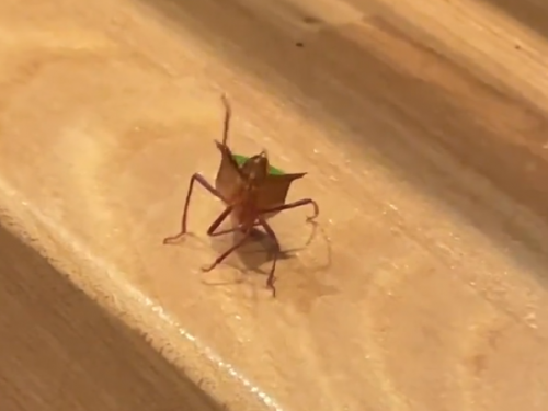 昆蟲也會「打招呼」？驚見不速之客闖房 猛「揮手」刷存在感