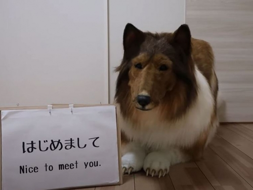 從小就想當萌寵 日男砸46萬圓夢 把自己變成牧羊犬