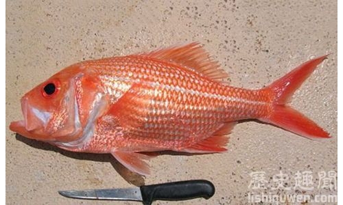 世界上年齡最大的魚:84歲的雌性灣紅魚