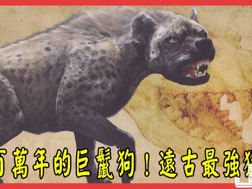 500萬年的巨鬣狗，比如今的鬣狗兇猛很多！遠古最強猛獸