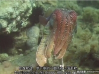 會變色的魷魚、章魚的完美偽裝術…David Gallo 揭秘海底驚奇