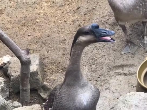 5種死後還能繼續存活的動物