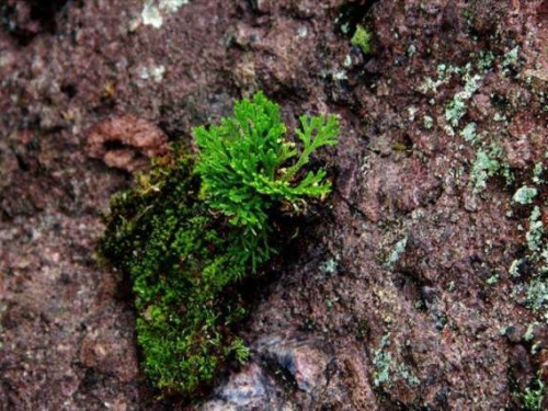 卷柏——這種被稱為“九死還魂草”的孢子植物有什麼奇特的地方？