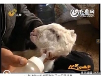 山東驚現4眼雙頭羊　好默契「一起喝奶一起咩咩叫」