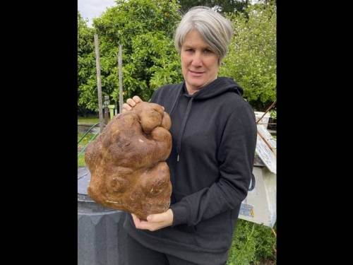 金氏世界紀錄最大馬鈴薯夢碎 原來它是葫蘆塊莖...