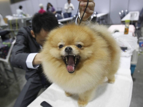 狗狗10大「臭屁」排行榜 博美犬榮登冠軍