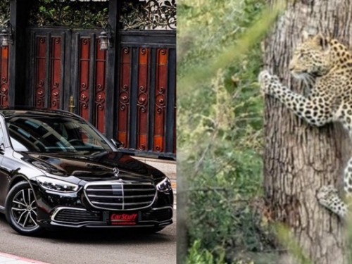真的在搞事！這回阻撓賓士生產不是 Jaguar...而是活生生「豹寶寶」本人