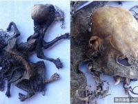 智利驚見神秘動物骨骸　疑似吸血怪物