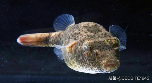 有趣的魚——中國國產原生淡水河豚之哈雷狗頭