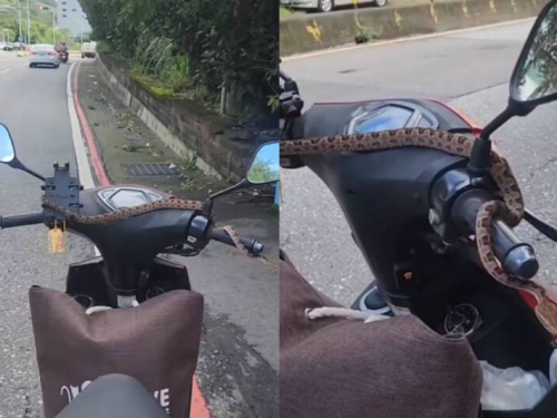 女子騎車突覺手癢......「蛇」從天降盤據機車龍頭畫面曝