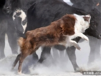 世界最聰明犬隻: 狗狗十大智商排名