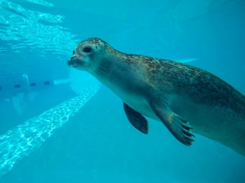 3隻海豹偽裝「貢丸」 疊成一串默默退場 逗笑58萬人