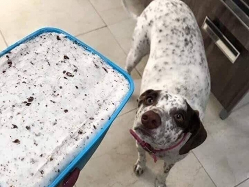 愛犬撞色冰淇淋！網笑：沒有買賣就沒有傷害