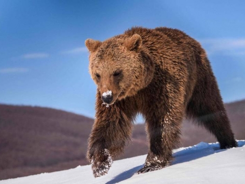 貪吃被放逐！餅乾大盜棕熊衝160公里「強勢回歸」