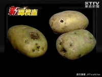 哥國女陰部驚見「發芽馬鈴薯」：媽說這樣才能避孕！