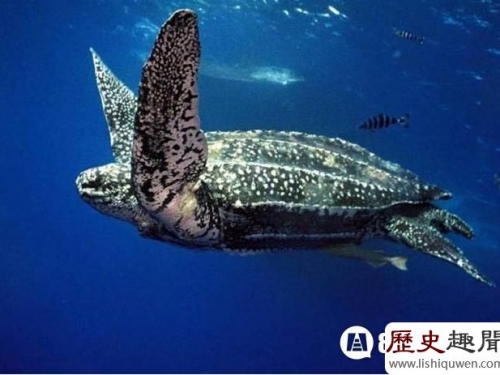 世界上最大的龜是怎樣的