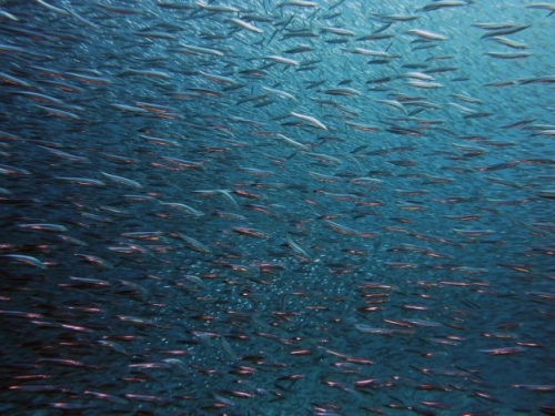 極地魚死亡率比熱帶魚低，研究：牠們優先養大自己再繁衍