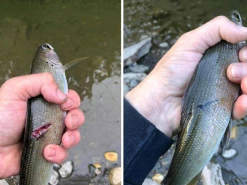 一看秒認出！ 他隔1個半月釣中同一條魚 網友狂笑：根本孽緣