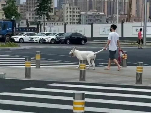 這條牽繩有點怪！飼主「佛系遛狗」網友傻眼