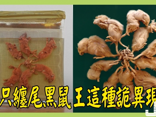 32只纏尾黑鼠王開啟中世紀黑死病，尾巴打結專家至今沒有答案！
