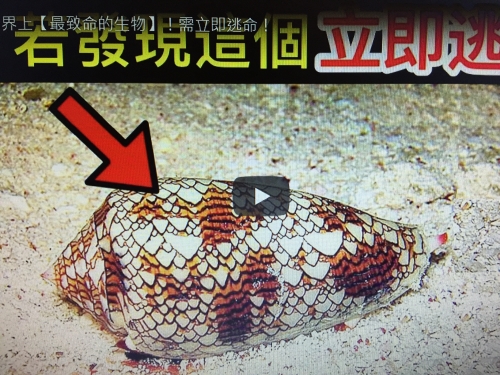 25個世界上【最致命的生物】！需立即逃命！