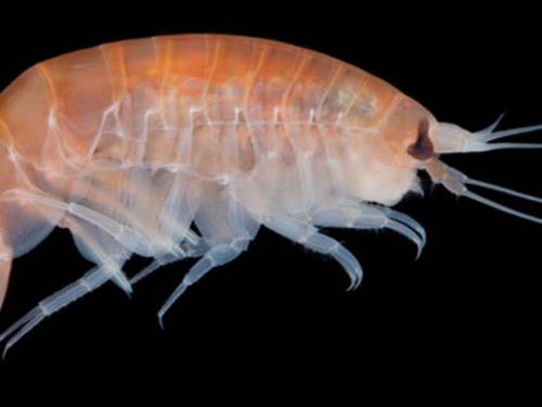 馬里亞納發現神祕生物 竟是人類汙染下的悲劇