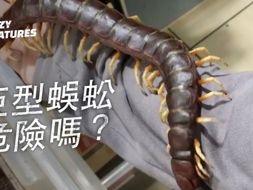 巨型蜈蚣危險嗎？| 奇怪動物紀錄片