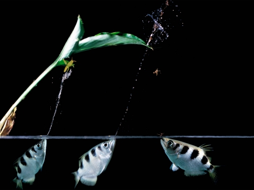 有放電的、噴水的，為什麼沒進化出會噴火的生物？噴火魚聽過麼？