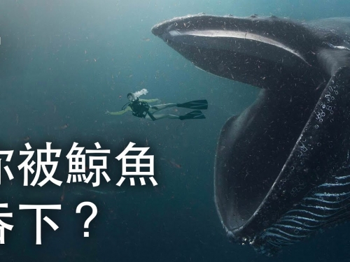 如果你被鯨魚吞下？| 大膽科學