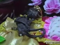 泰國神秘生物花仙子木乃伊