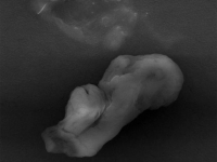 科學家竟在地球邊緣發現「神祕外星生物」！我們還有可能是由牠們進化來的！