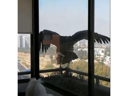 在家隔離3公尺神獸窗外緊盯愛犬，主人：沒窗戶會出事