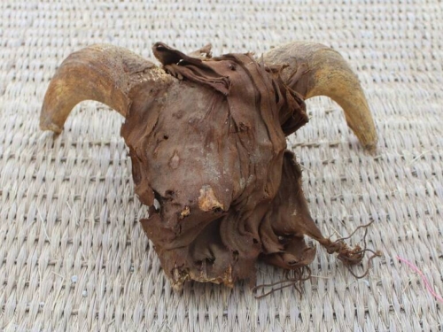 考古新發現！埃及挖出大批動物木乃伊 逾2000「蒙面公羊頭」出土