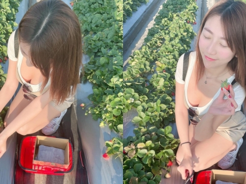 關西草莓園「隱乳系清純妹」低頭採草莓！「上帝視角」把美景盡收眼底！