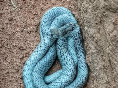 罕見「藍蛇」現蹤澳洲沙漠 專家驚呼：從業20年首見