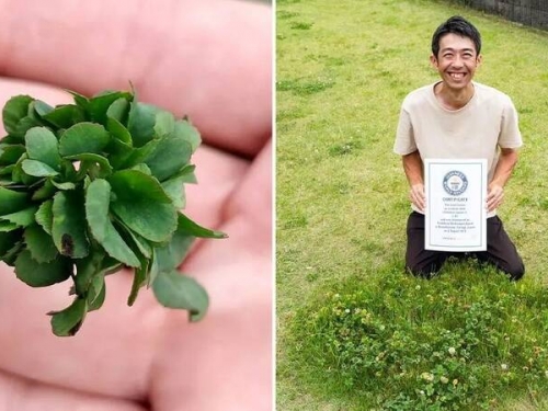 世界紀錄！ 日本園藝男成功培育63片葉幸運草
