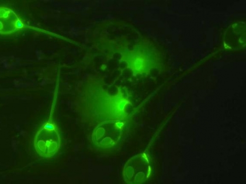 科學家剛剛發現地球上唯一不會呼吸的動物，長著外星人似的眼睛