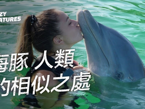 海豚像人類一樣的5個地方 | 奇怪動物紀錄片