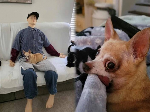 超「吉」黏飼主！愛犬沒趴人腿就落賽 她買「假人把拔」秒根治