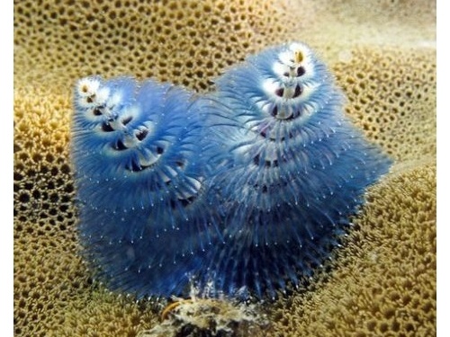 「藍色聖誕樹」不是樹？盤點5種超新奇的海洋物種！