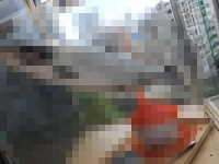 《讓人食慾全失的食品模型》之鮭魚卵丼篇　新鮮是這樣強調的嗎...