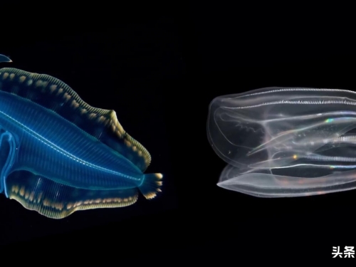 深海奧秘：人類在深海世界，所發現的5大奇異生物