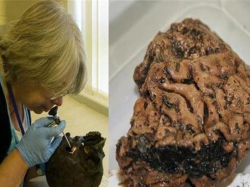 保存了2600年的大腦，科學家在研究後，4個字形容：不可思議！