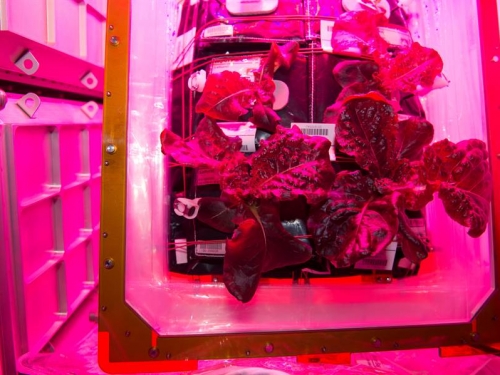 太空蔬菜營養不流失 太空旅行有得吃