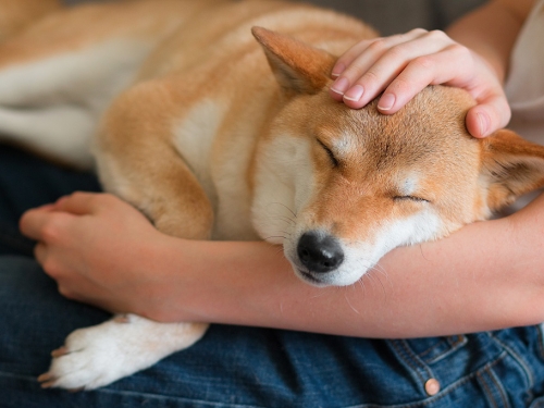 柴犬踢兩腳 飼主痛到送急診 醫檢查笑了：結石被踹掉