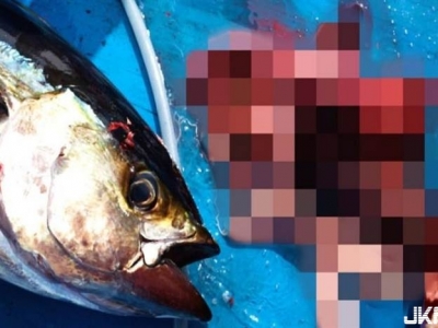 爽釣80磅大魚！釣客切肚後驚見男性生殖器