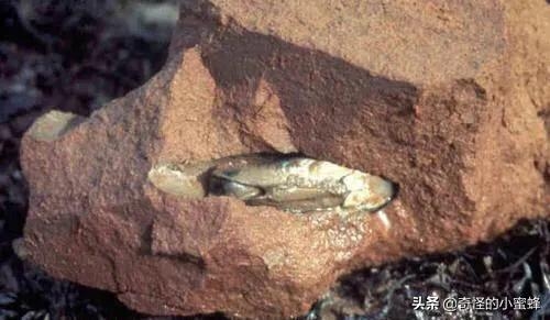 這種動物可以穿牆而過，石頭、水泥都不在話下！肉太鮮被吃到滅絕