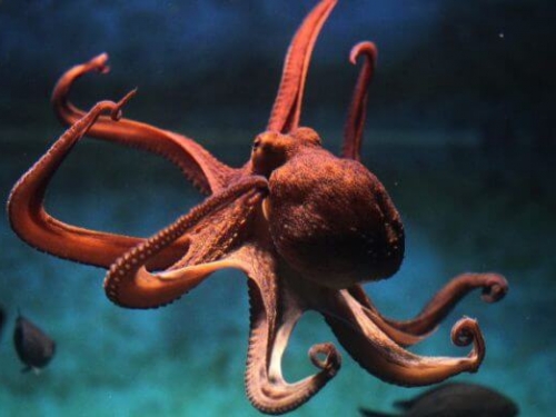 章魚可能會因為一起狩獵的魚類未做出捕獲的貢獻而用觸手拍打懲罰牠們