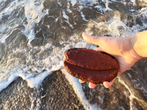 她在海邊「撿到烏魚子」！肥美畫面曝光 網驚：從柬埔寨來的？